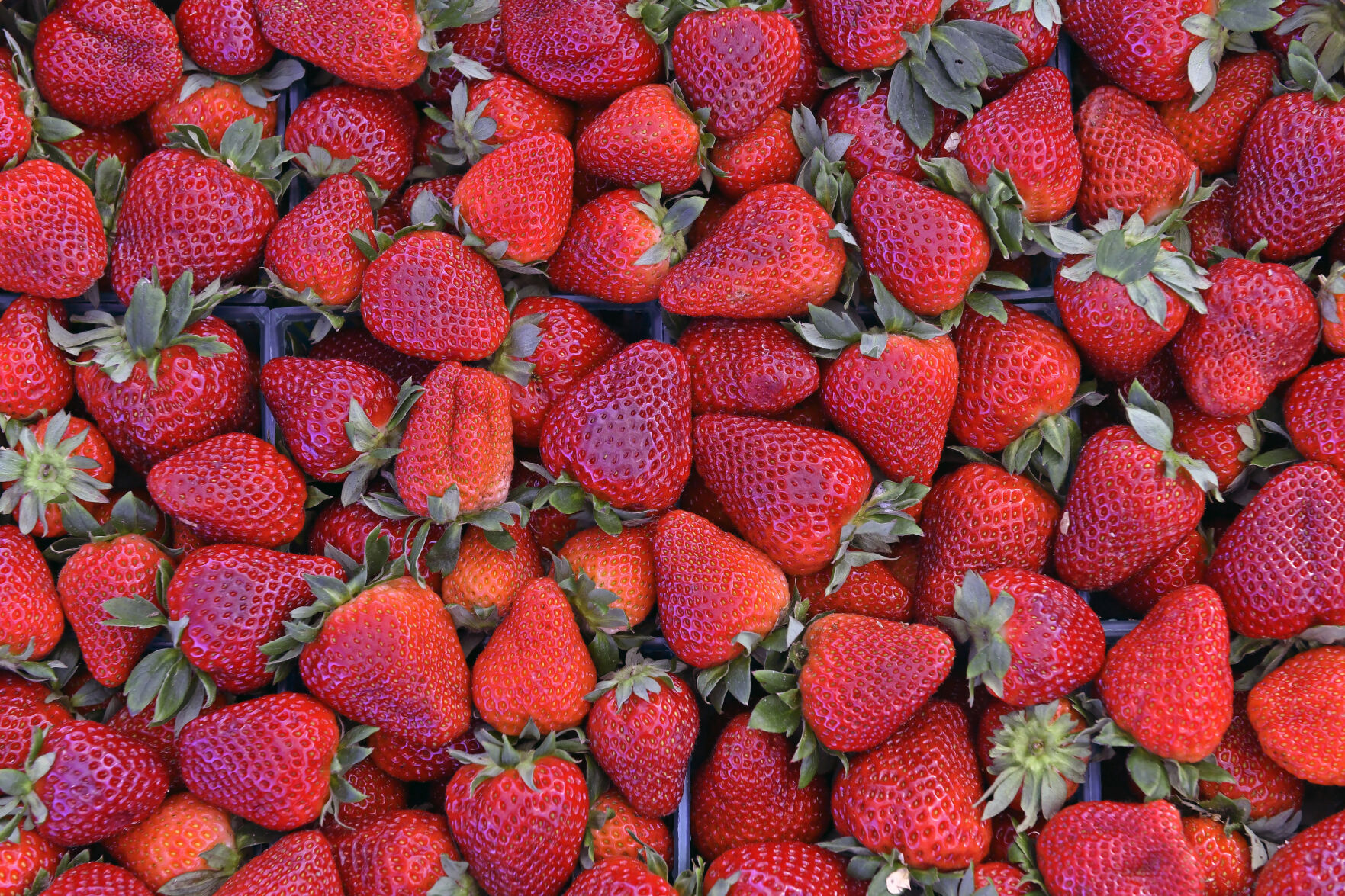 BR.wildfarmersmarket.042022 HS 144-2.jpg